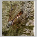 Rhagio vitripennis- Schnepfenfliege m05.jpg